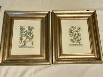 Vintage Bloomingdales Pair Of Botanical Prints