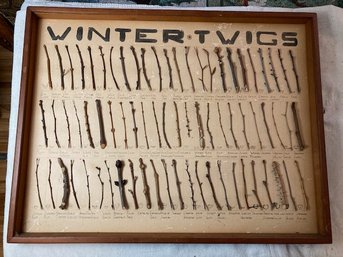 Antique (1930s?) Handmade Tree Farm/ Nursery Winter Twig Guide