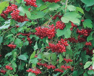 High Bush Cranberry - 5 Healthy Propagated 8-12' Seedlings 1 Of 2