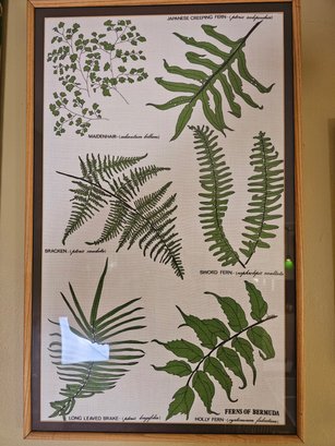 Ferns Of Bermuda Print