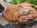 Pheasant Taxidermy
