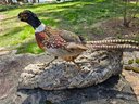 Pheasant Taxidermy Mounted On Branch
