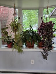 All The House Plants Seen Here