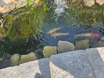 Koi Fish And Laguna Pond Pump/Filter