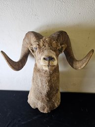 Large Big Horn Sheep Mount