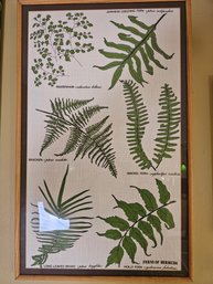 Ferns Of Bermuda Print