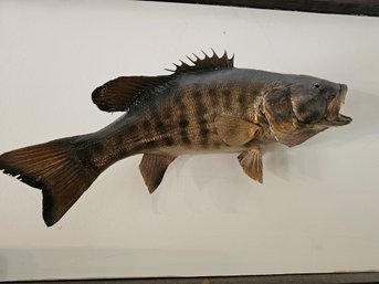 Fish Taxidermy (B)