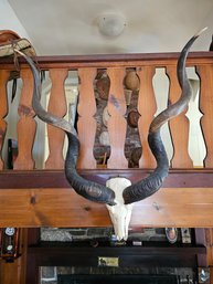 Gorgeous Kudu Skull And Horns