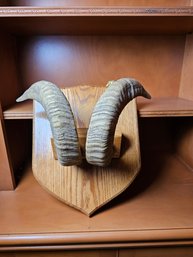Ram Or Similar Animal Horns Mounted On Wood Plaque