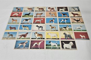 Assorted Vintage 1950 Quaker Sgt. Preston 'Challenge Of The Yukon' Dog Cards Group- ~34 Pieces