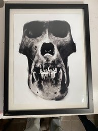 IRVING PENN Art Attributed  AMERICAN SKULL OF GORILLA PHOTO