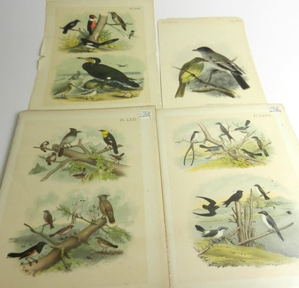 Vintage 4 Color Illustration Bird Prints  2 Sealed  (JA33)