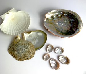 Vintage Lot Of Shells Mother Of Pearl And Scallop   (JA14)