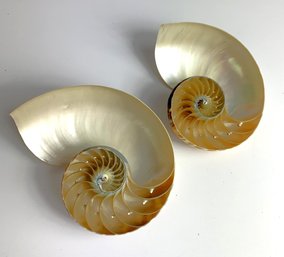 Vintage 2 Sectioned Nautilus Half Shells   (JA15)