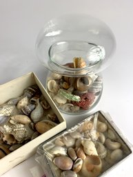 Vintage Lot Of Small Shells In Box And Glass Mushroom Jar  (JA16)
