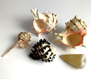 Vintage Lot Of Spiky And Spiny Shells   (JA17)