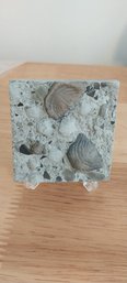 Small Piece Of Trilobite Limestone (P-123)