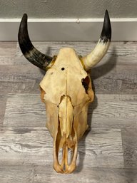 Longhorn Skull