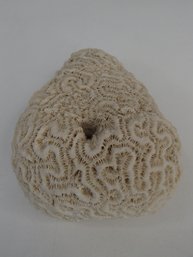 Vintage Brain Coral