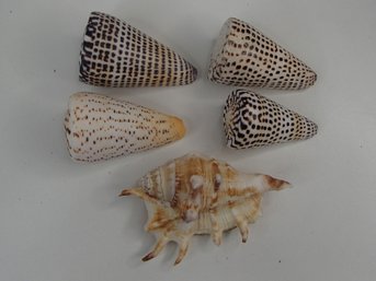 Cone Shells And Spider Conch