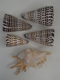 Cone Shells And A Spider Conch