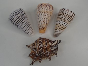 Cone Shells And Interesting Spider Conch