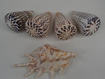 Cone Shells And Spider Conch See Photos For Size