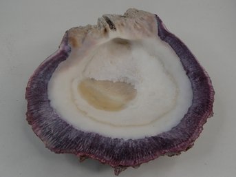 Large Purple Rock Scallop Shell