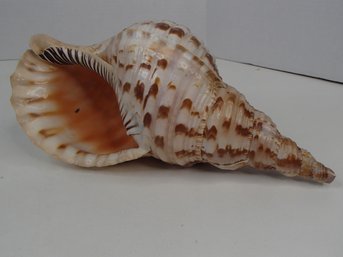 Giant 12' Triton Conch Shell