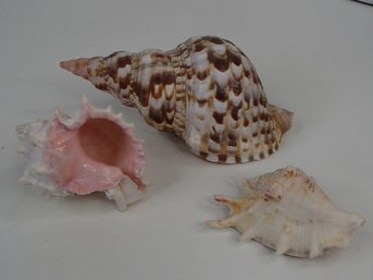 8 ' Triton Conch Shell, Pink Murex And  Spider Conch