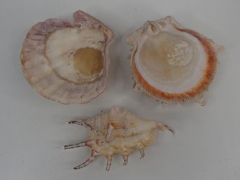 Vintage Spider Conch And Two Lions Paw Seashells See Photos For Size