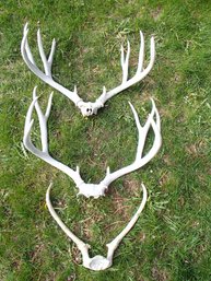 Set Of Three Vintage Antlers