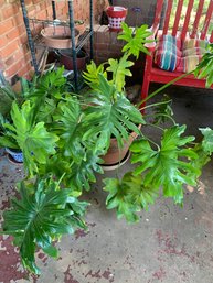 Live Philodendron