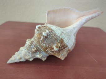 Large Decorative Conch Shell Measures 10' Long