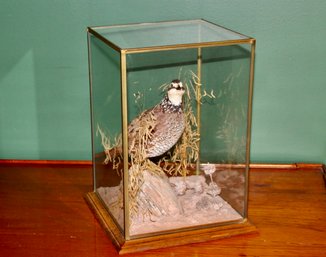 Taxidermy Quail In Glass Case