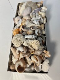 AN/CR148  - Lots And Lots Of Pretty Shells In A Box