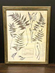 SF/ Framed Art: Rustic Wood Frame With Botanical Plant Description Japanese Painted Ferns