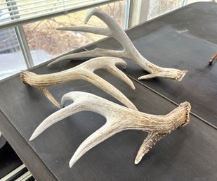 SR/ 3pcs - Animal Horns - Likely Deer