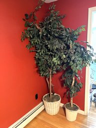 DR/ 2 Faux Ficus Tree Plants In Baskets