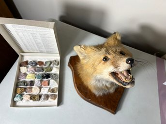 DR/ 2pcs - Mounted Fox Head And Mineral Specimens Of The Desert