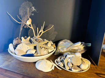 LR/ 4pcs - Beautiful Shell Collections - Assorted Shells, Starfish, Sand Dollars Etc