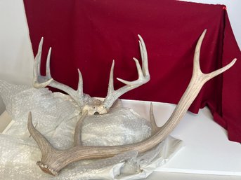 JS/ 2pcs - Single Elk Antler And Deer Rack
