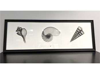 Framed Photographic Artwork X-Ray Of Seashells By Bert Myers