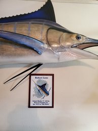 Striped Marlin Taxidermy 106'w X 54'h From Bottom Tail To Top Fin