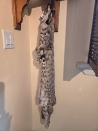 Washington Bobcat Pelt 4ft Long