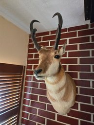 Antelope Taxidermy Mount 30'h