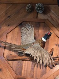 Red Neck Pheasant Mount 24'w Wood, Wing Span