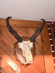 Skull, Antlers Mounted On Wood Plaque