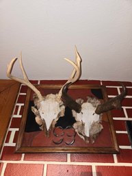 Double Skull Antlers Mounted To Frame