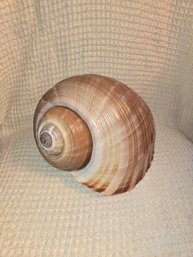 Shell #2 Tun Snail 7'